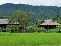 jungle Lisu Lodge